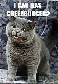 lolcat1.gif