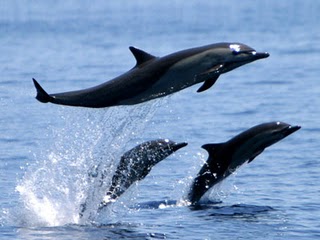 Delfin09.jpg