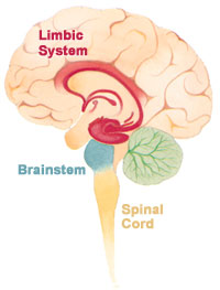 The limbic system
