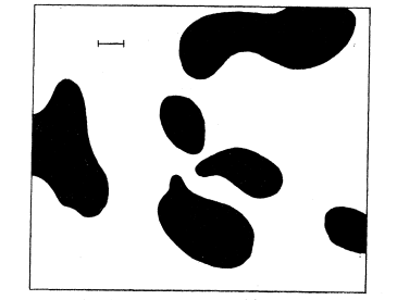 A Turing pattern generated by a “MorphoGen”, calculated by hand by Turing in his 1952 paper on morphogenesis