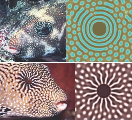 Turing patterns identified in fish skin