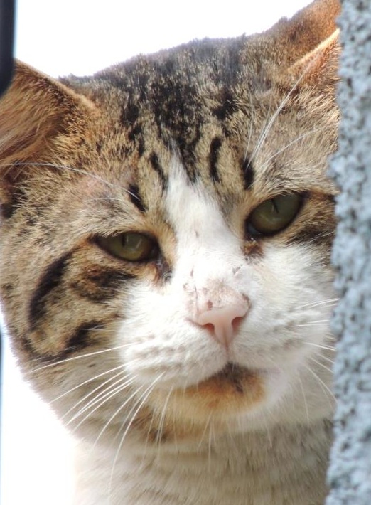 This is Ezio. He is no longer with us; he was a wonderful cat in many ways