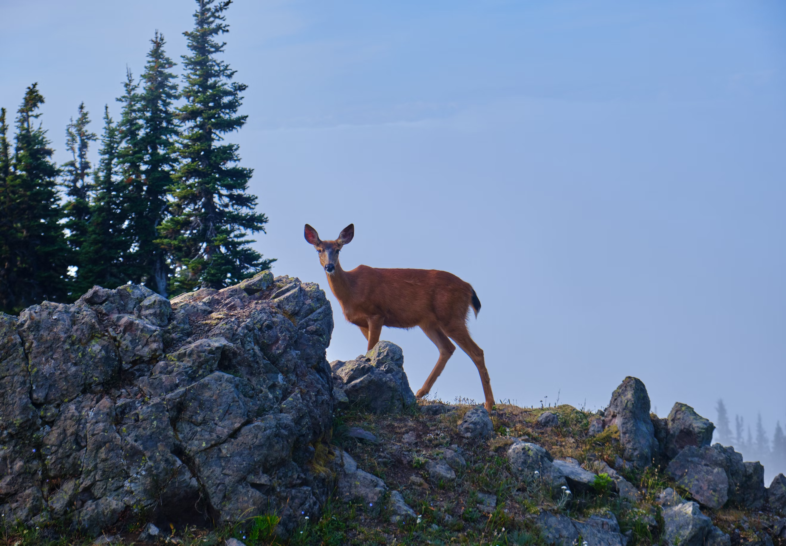 Brown deer in the Rocky Mountains during the day, photograph by Oleg Avramenko, taken from Unsplash